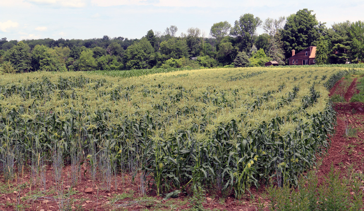 Early Season Corn Ready for Picking Early Season Corn Ready for Picking