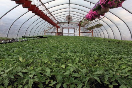 Young plants ready for sale