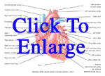 Anatomy of the human heart (external anterior view)