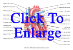 Anatomy of the human heart (interior frontal section)
