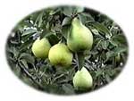 Pears