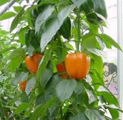 Bob examines vegetable greenhouse