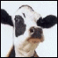 shadowood's Avatar