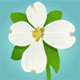 Gracie's Avatar