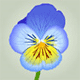 Estrie's Avatar