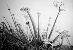 Walking onions