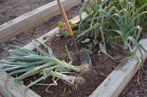 Harvesting leeks