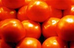 Tomatoes