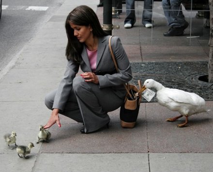 Duck thief