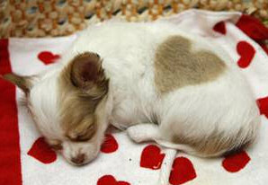 Heartkun -- Chihuahua Puppy