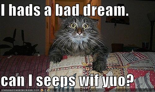 Scaredy Cat