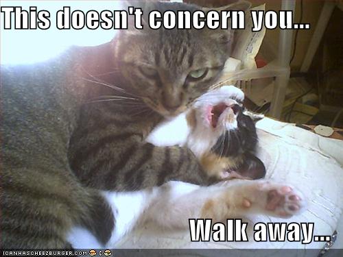 Bully Cat