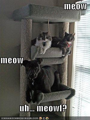 Fido Cat
