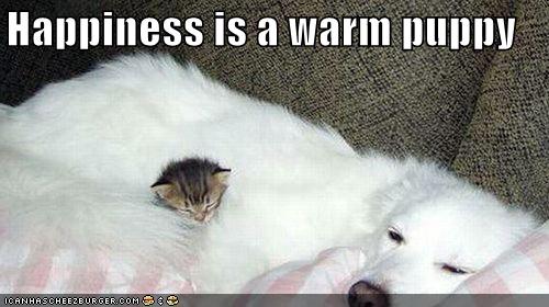 Happiness Cat