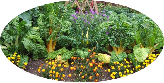 Companion planting