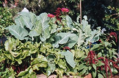 Basil, cauliflower, beetroots, zinnias and leaf amaranths.
