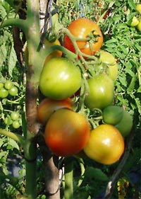 tomatos on the vine