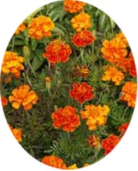 Marigolds