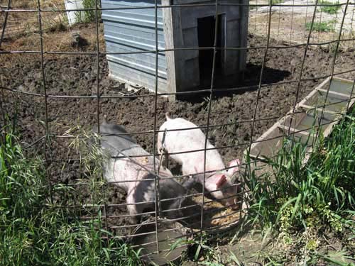 Porkchop and Baconbits, our hogs, kept for meat and scrap disposal.