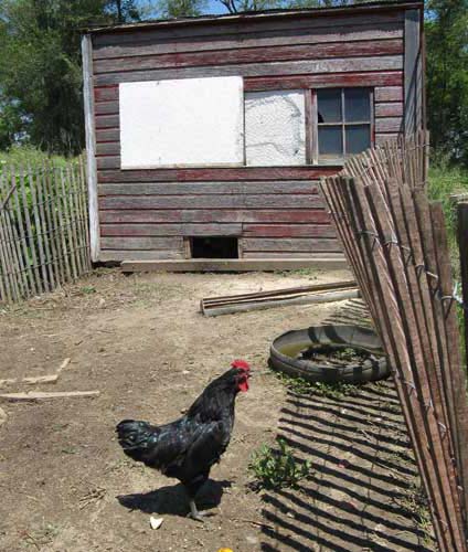 One of the roosters, trying to lure his ladies outside.