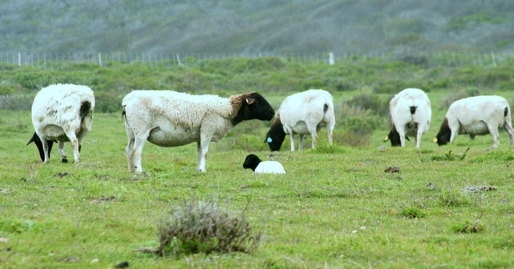 Dorper sheep — Revolutionizing the meat sheep industry Backwoods Home