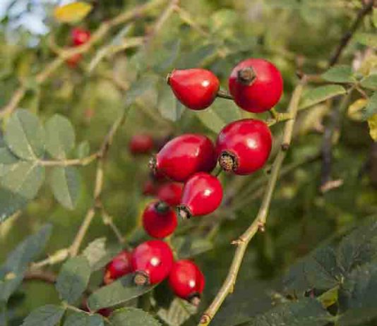 Gather rose hips for health