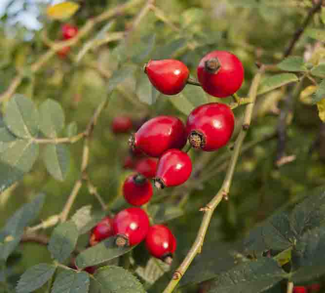 Gather Rose Hips For Health Backwoods Home Magazine