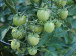 Green tomato kosher dill pickles