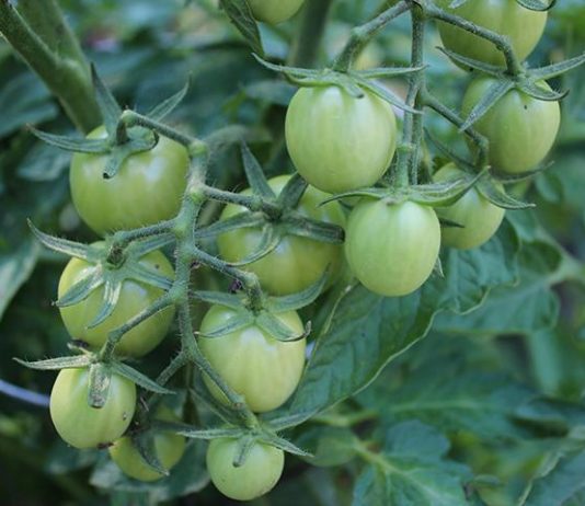 Green tomato kosher dill pickles