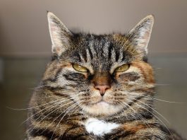 Mousers and cat loonies