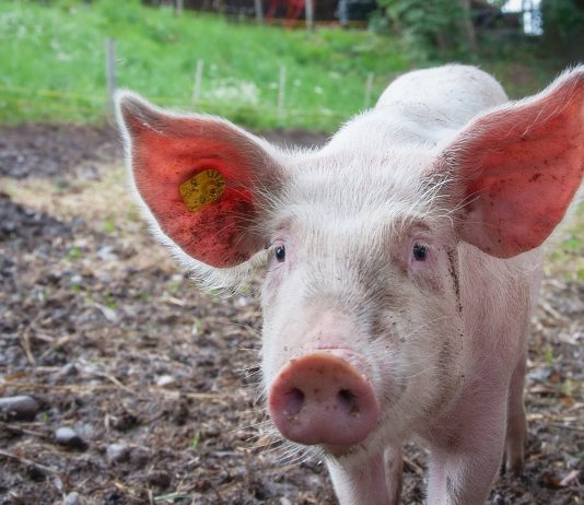 Hog butchering — Using everything but the squeal