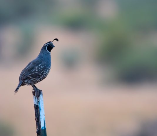 Raising quail — A home grown delicacy