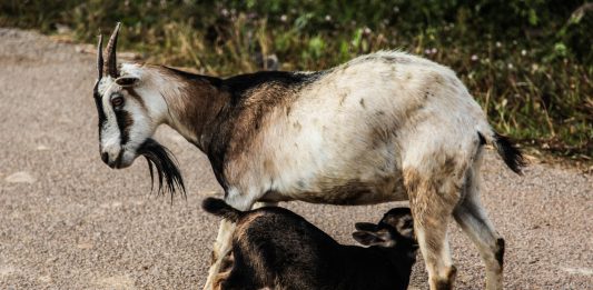 Kinder goats — A small breed for milk and meat