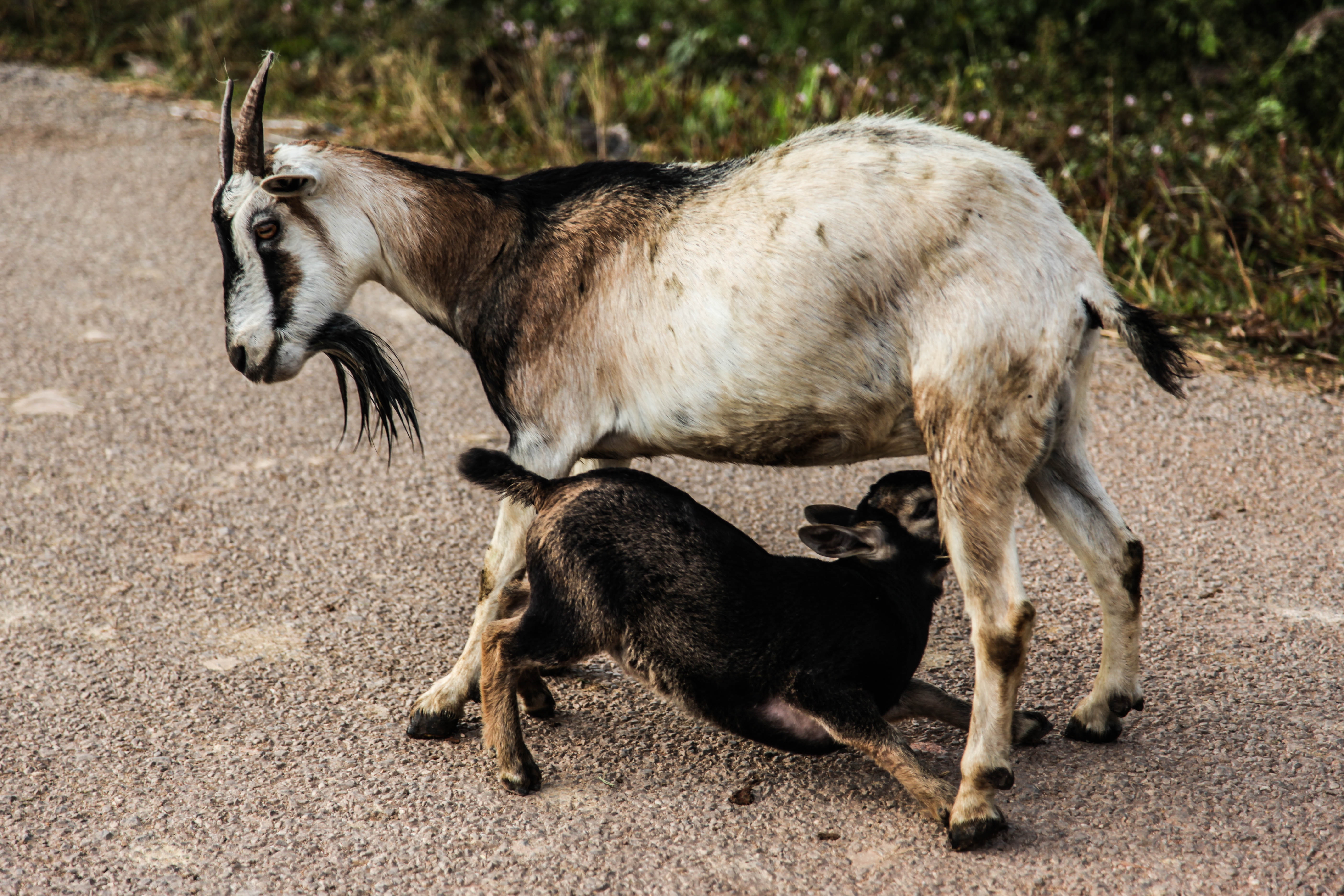 I'm not kidding: a goat is a gardener's best friend, Gardens