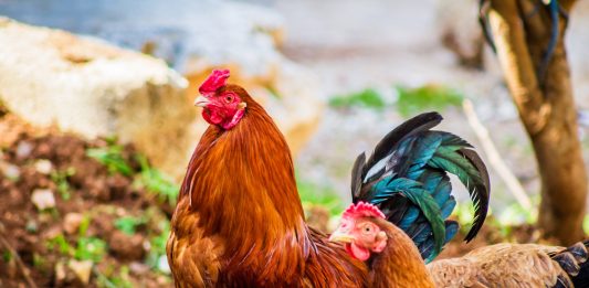 Secure and Economical Livestock Feed