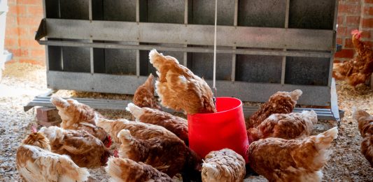 Build a chicken feeder on the cheep cheep cheep