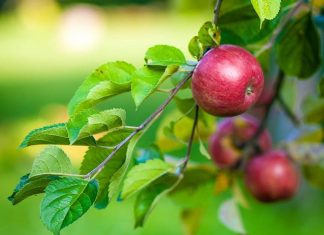 https://www.backwoodshome.com/bhm/wp-content/uploads/2015/12/apple-tree-fruit-food-47807-1-324x235.jpg