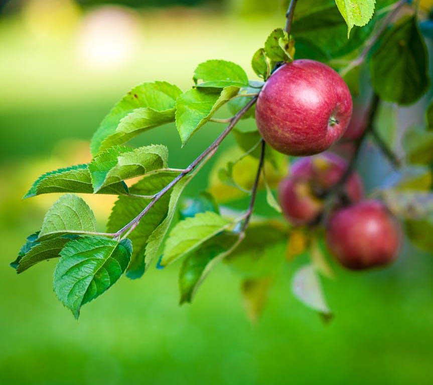 Growing: Fruit Trees Apple-tree-fruit-food-47807-1
