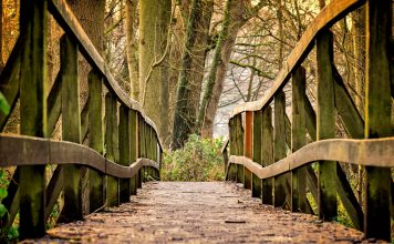 Reflecting on a life in the woods, and looking ahead