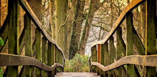 Reflecting on a life in the woods, and looking ahead