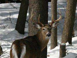 How to begin taking wildlife photographs