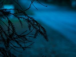 The burglar does far more than steal!