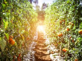 Tomatoes, the Essential Garden Crop
