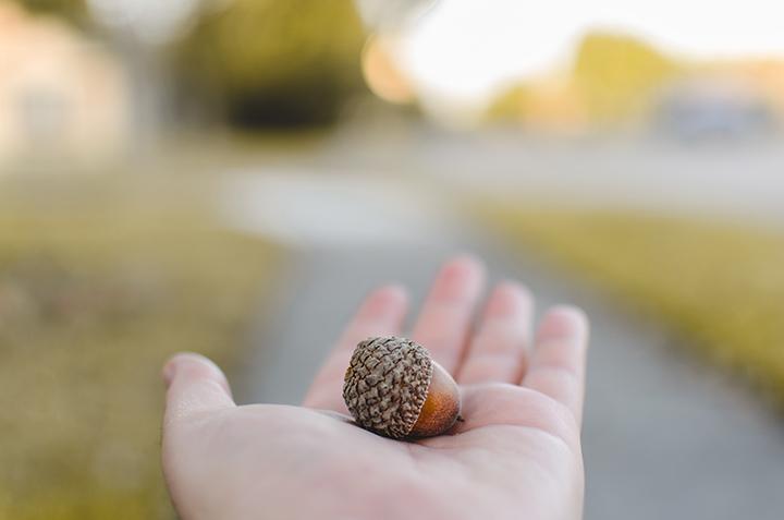 Acorns . . . . . .  Caleb-lucas-426962-unsplash