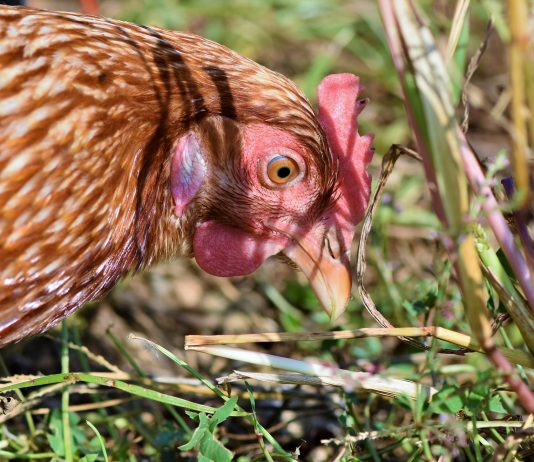 This coop is for the birds