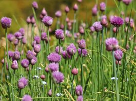 Plant Once Harvest for Years