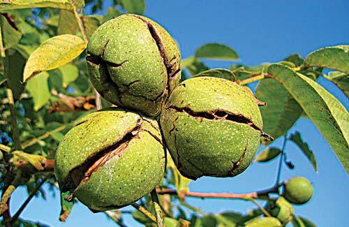 types of tree nuts in ohio