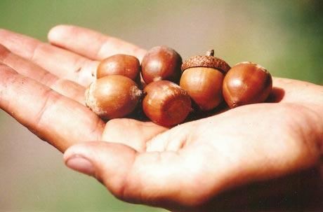 Harvesting the wild: Acorns - Backwoods Home Magazine