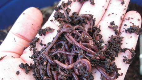 Vermicomposting — Raise Worms to Consume Waste, Amend Soil, and Earn Income
