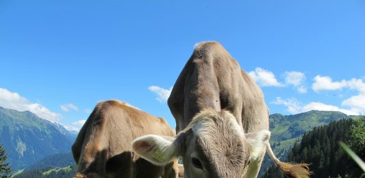 Finding, buying, milking, and living with the family milk cow